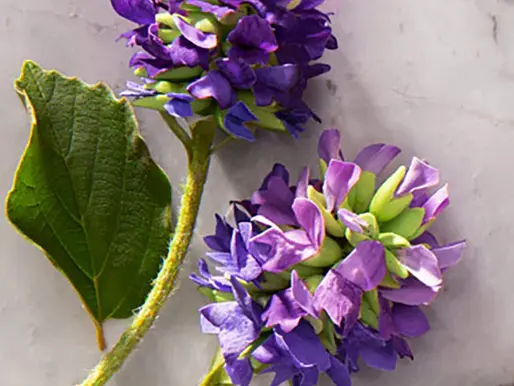 Bakuchiol Psoralea corylifolia Babchi plant the Ayurvedic ingredient clinically proven as a natural alternative to retinol in skincare