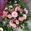 Miniatura: Bouquets ronds surprise