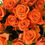 Miniaturbild: Bouquet von 6 Rosen 60 / 70cm + garnieren + Blätter