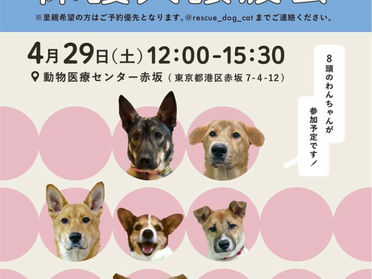 譲渡会のお知らせ