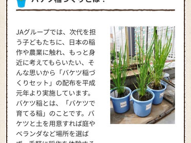 お米づくりに挑戦