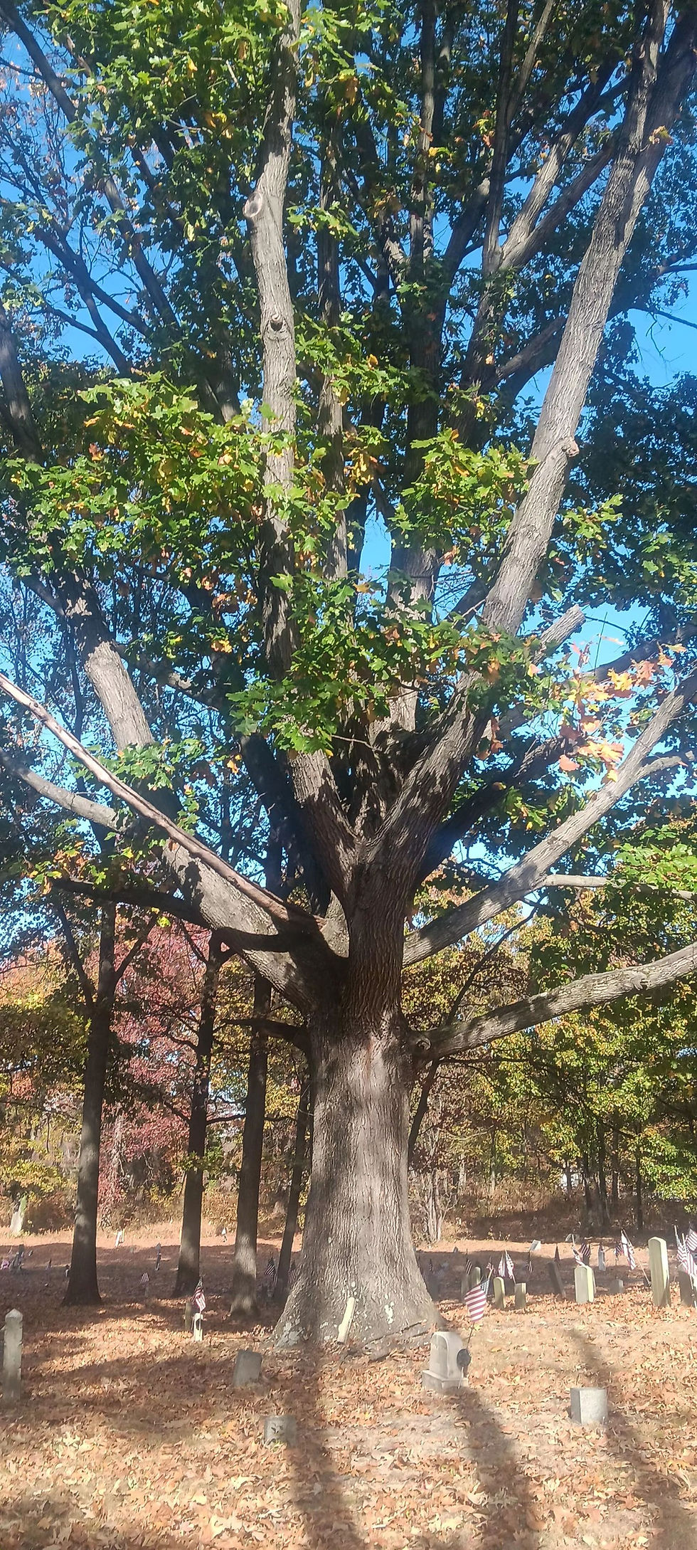 A majestic oak stands sentinel over the resting place of ancestors, its branches reaching skyward amidst a serene cemetery.
