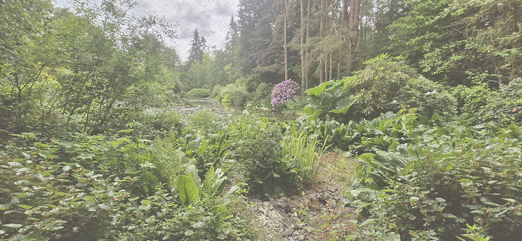 A scene of nature, an abundant pathway of greenery leading to an opening of water surrounded by trees. This scene symbolises the insightful shares of Somatic Coach and Holistic Therapist Laura from The Rewritten