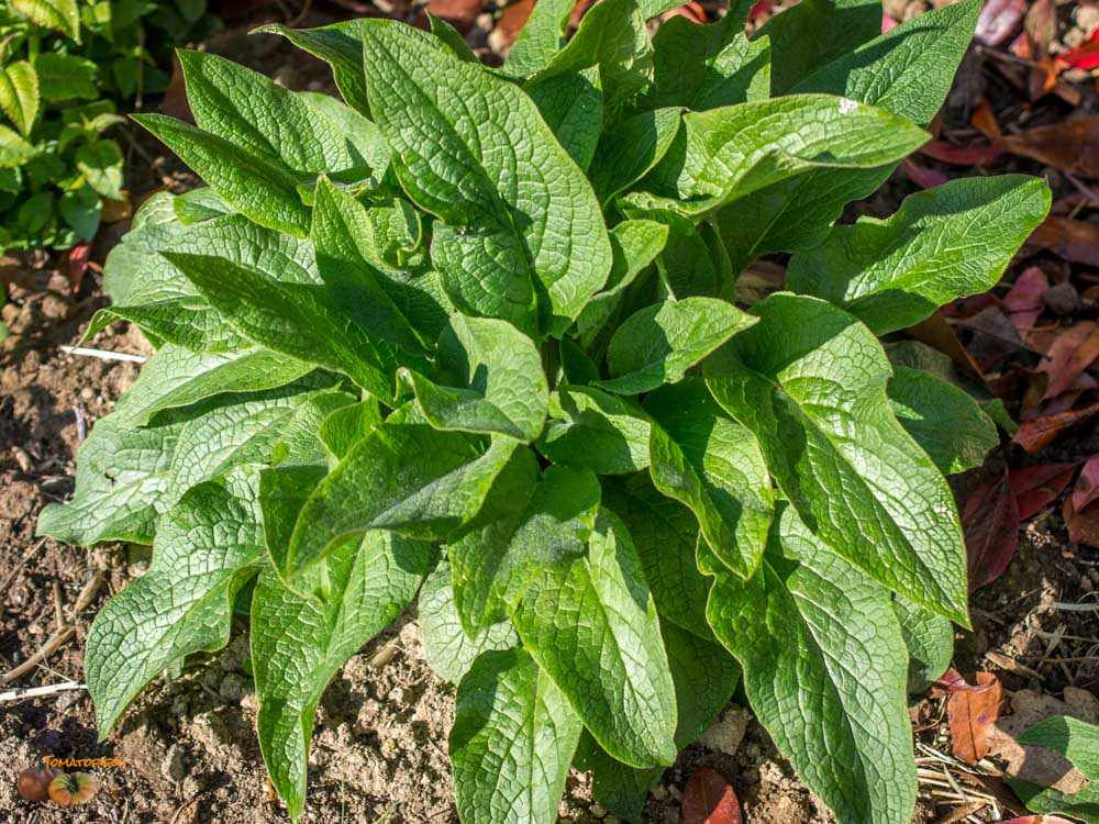 CONSOUDE "BOCKING 14"