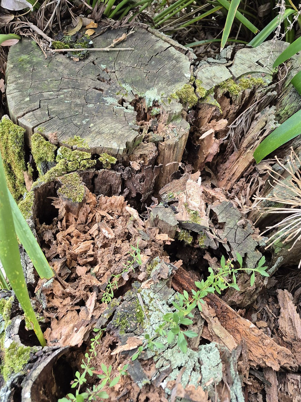 Termite damaged garden timber - Central Coast - Smash Pest Control