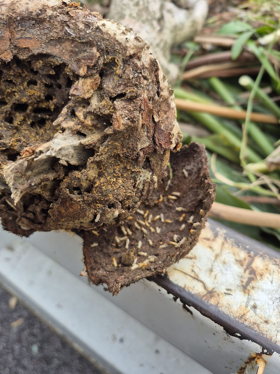 Termite infested timber close-up - NSW - Smash Pest Control