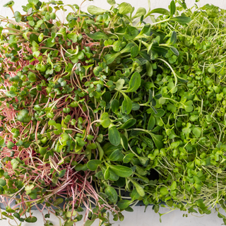 Microgreens, Pea, Broccoli, Radish