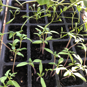 Beginner Gardening Guide: Part 3