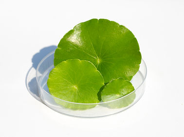 REMINI TONE UP UV CREAM key ingredients