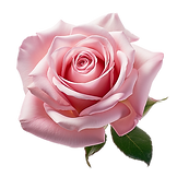 Rose Water soothes and calms skin