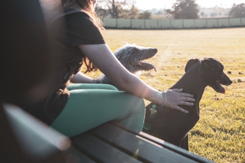 Wellfield Dog Park
