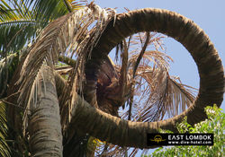 Our unique coconut tree