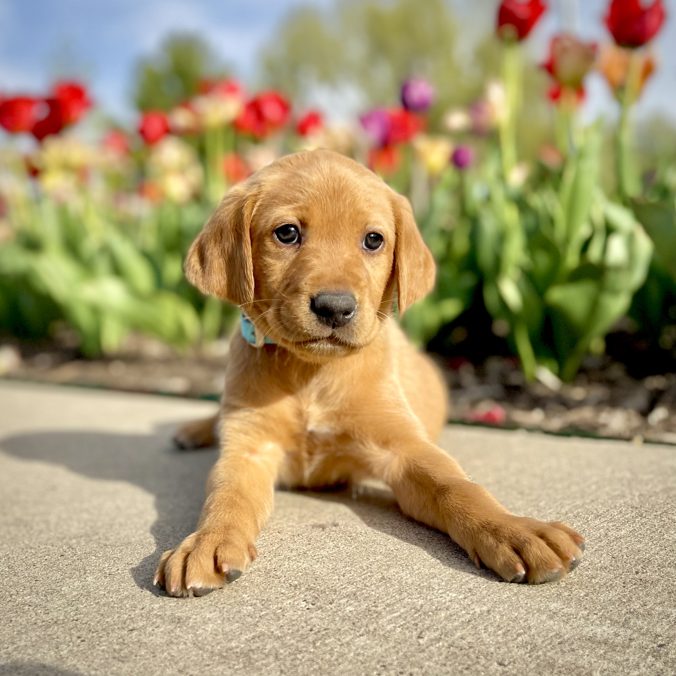 Pedigree Labrador Breeders | Registered Black Lab Puppies | Bailiwick  Retrievers, image size:2374x2374