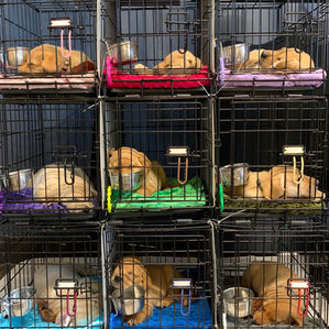 Dixie’s puppies: Crate training