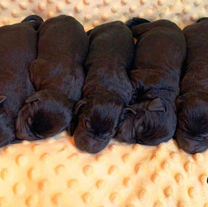 Introducing Jayda & Raider’s litter of 7 born yesterday afternoon. 3 females💜💜💜 and 4 males💚💚💚