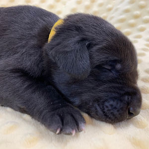 Jayda/Raider puppies week 2: Transitional stage