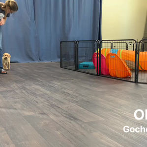 Ollie demonstrates loose-leash walking