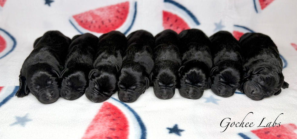 FTCH Bertie x Ridge MH