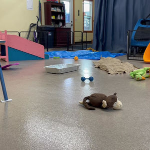 Play time before Paris’s puppies go home