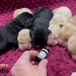 Oakley puppies - Day 4's agenda: Our Neonatal period will include Early Scent Introduction.