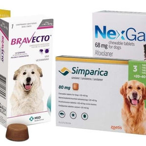 Flea and tick dangers