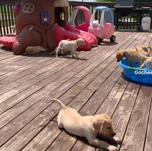 Dixie’s puppies - final week together