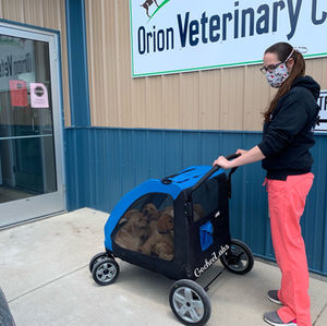 Dixie’s puppies week 7 1/2