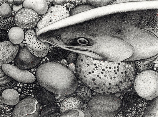 salmon on the rocks_edited.jpg