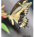 Thumbnail: Nonmem November 13 &14, 2026 Workshop