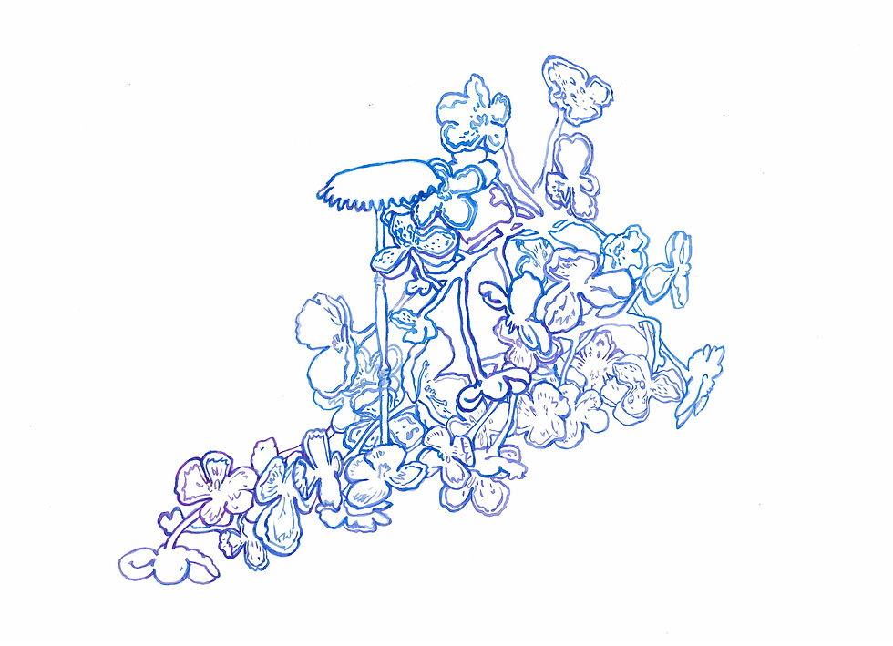Hydrangea as Skin