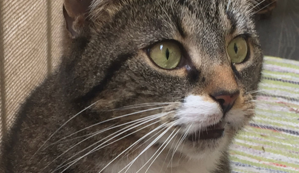 Getigerte Katze mit einem weißen Hals.