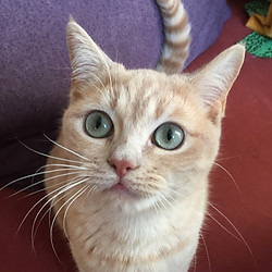 Orange Katze mit grüne Augen gückt in der Kamera