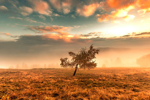 FRESH THYME - june 2026 - fall risk_edit