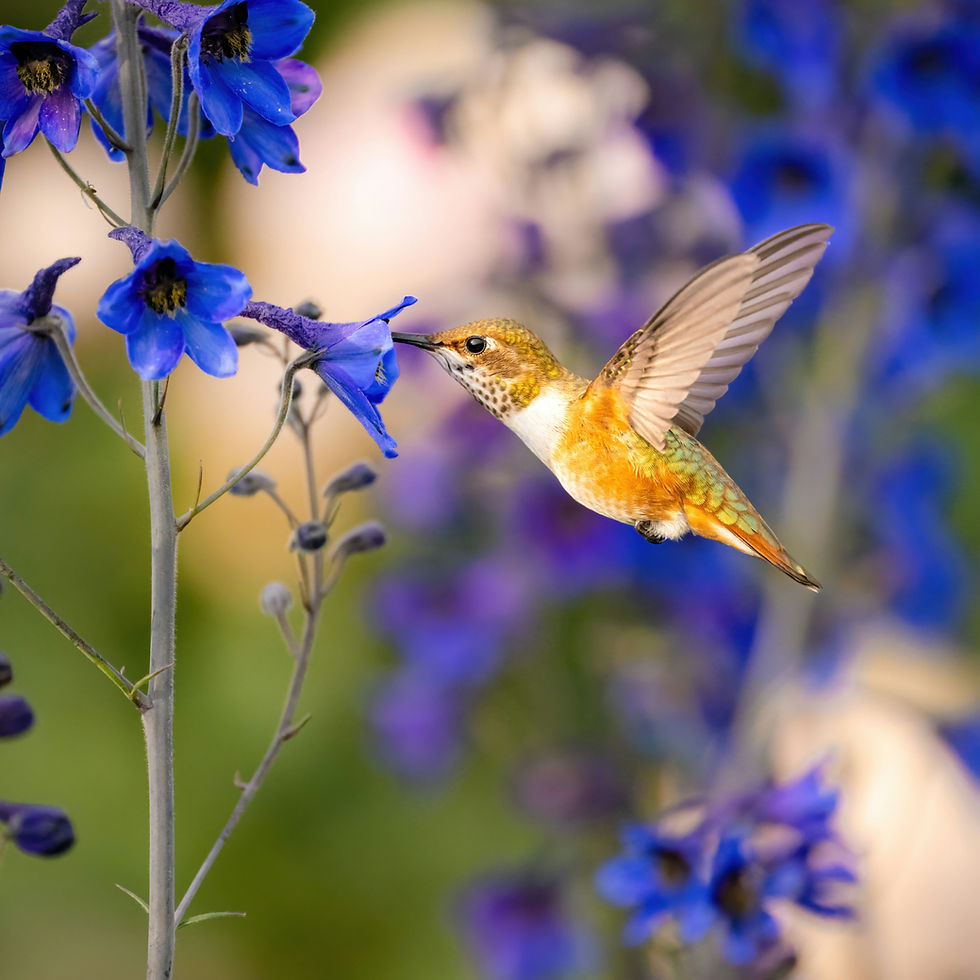 An Unhurried Morning