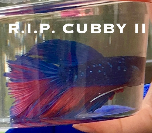 This is actually Cubby I. We don't even have a picture of Cubby II. What kind of fish parent monsters are we?!