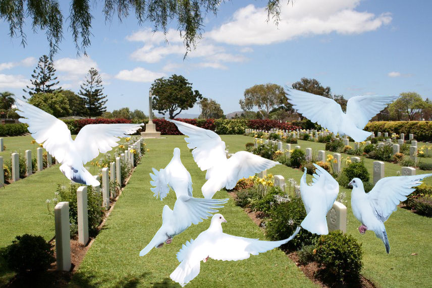 Townsville Dove Release | Ceremony White Doves Townsville