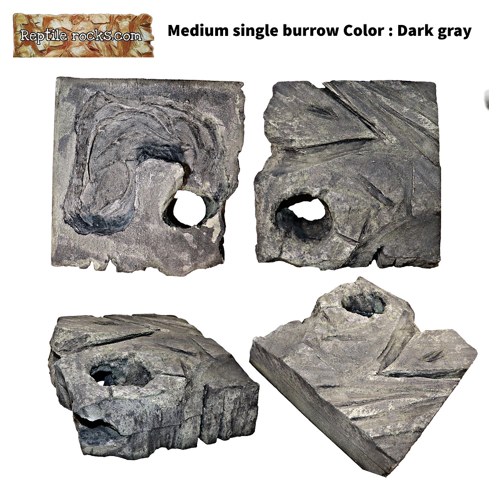 Reptile rocks.com | SuperUro.com