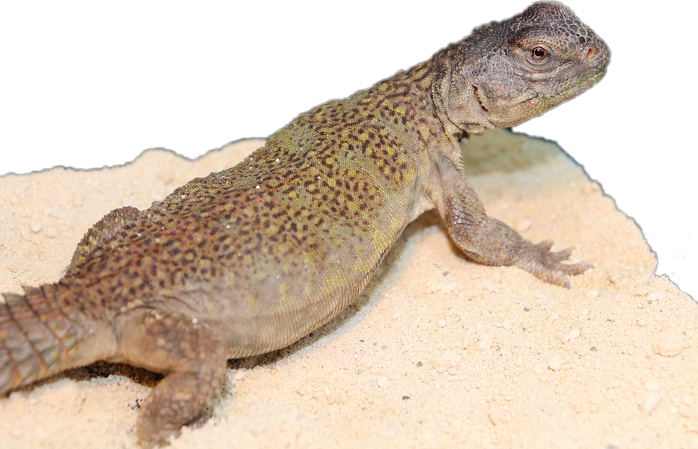 PicsArt_05-06-03.12.42