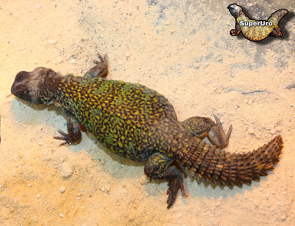 PicsArt_05-06-12.24.16