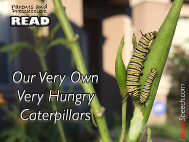 Our Very own Very Hungry Caterpillar