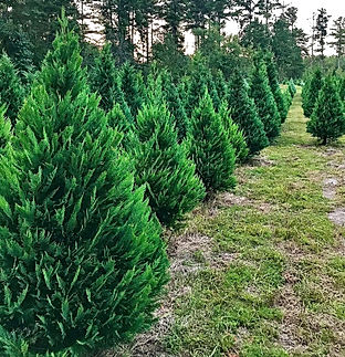 Leyland Cypress