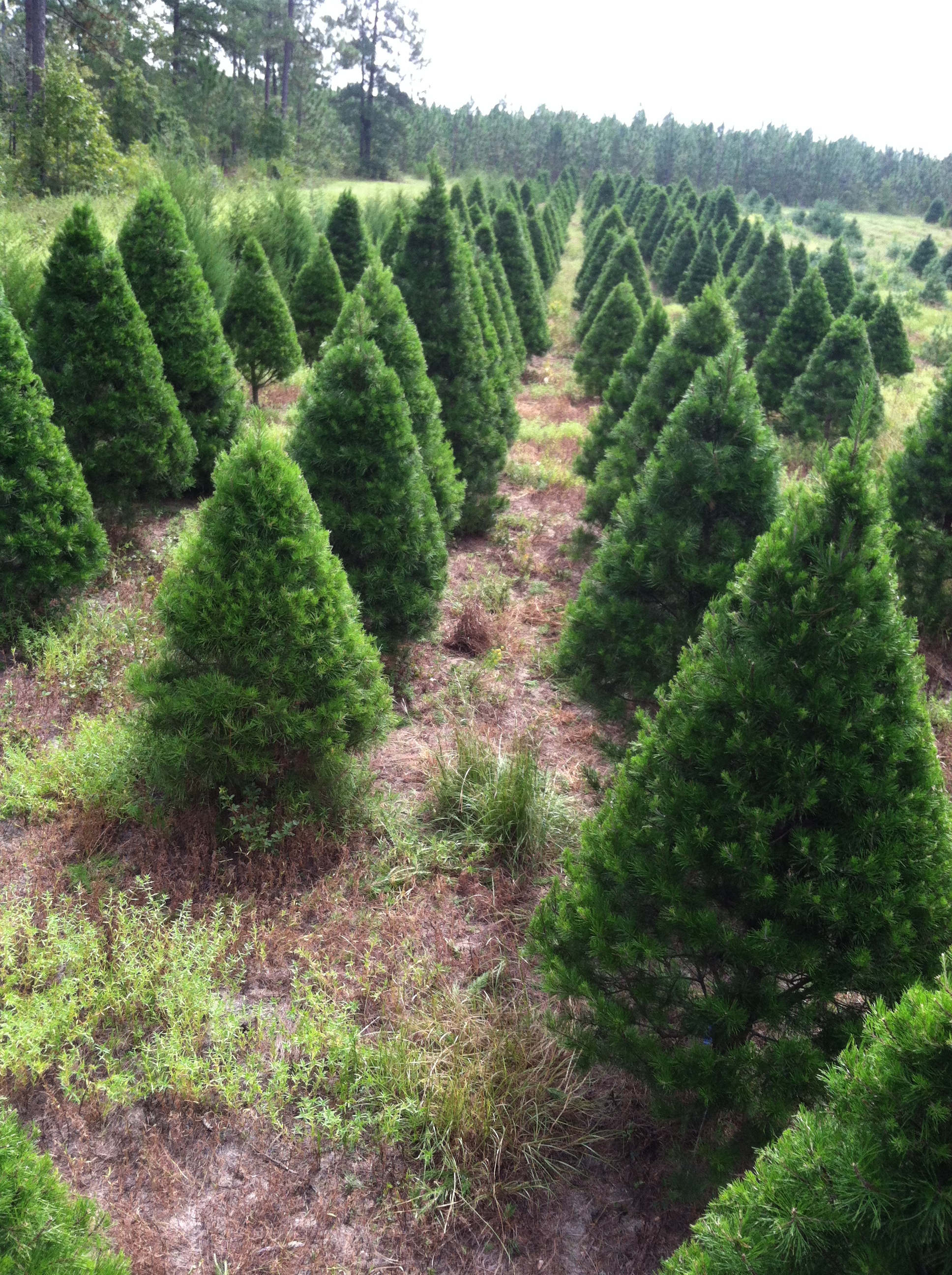 Virginia Pine field