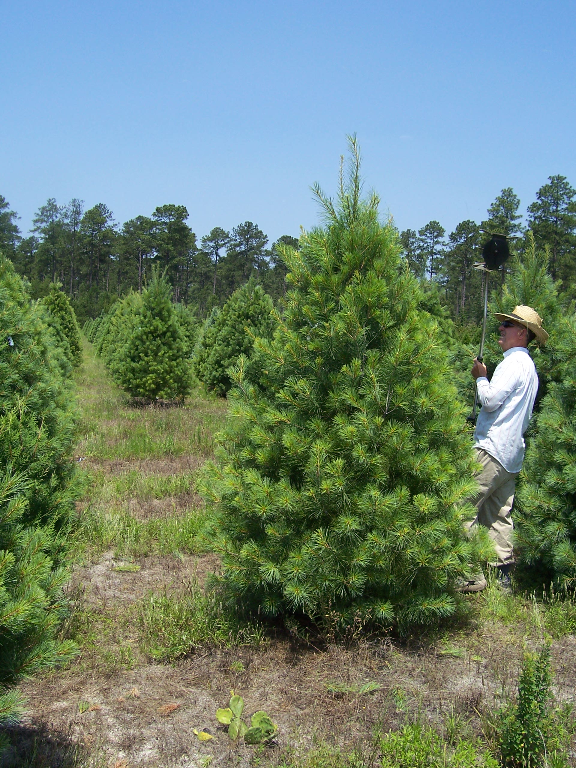 Pretty White Pines, Farmer Tom!