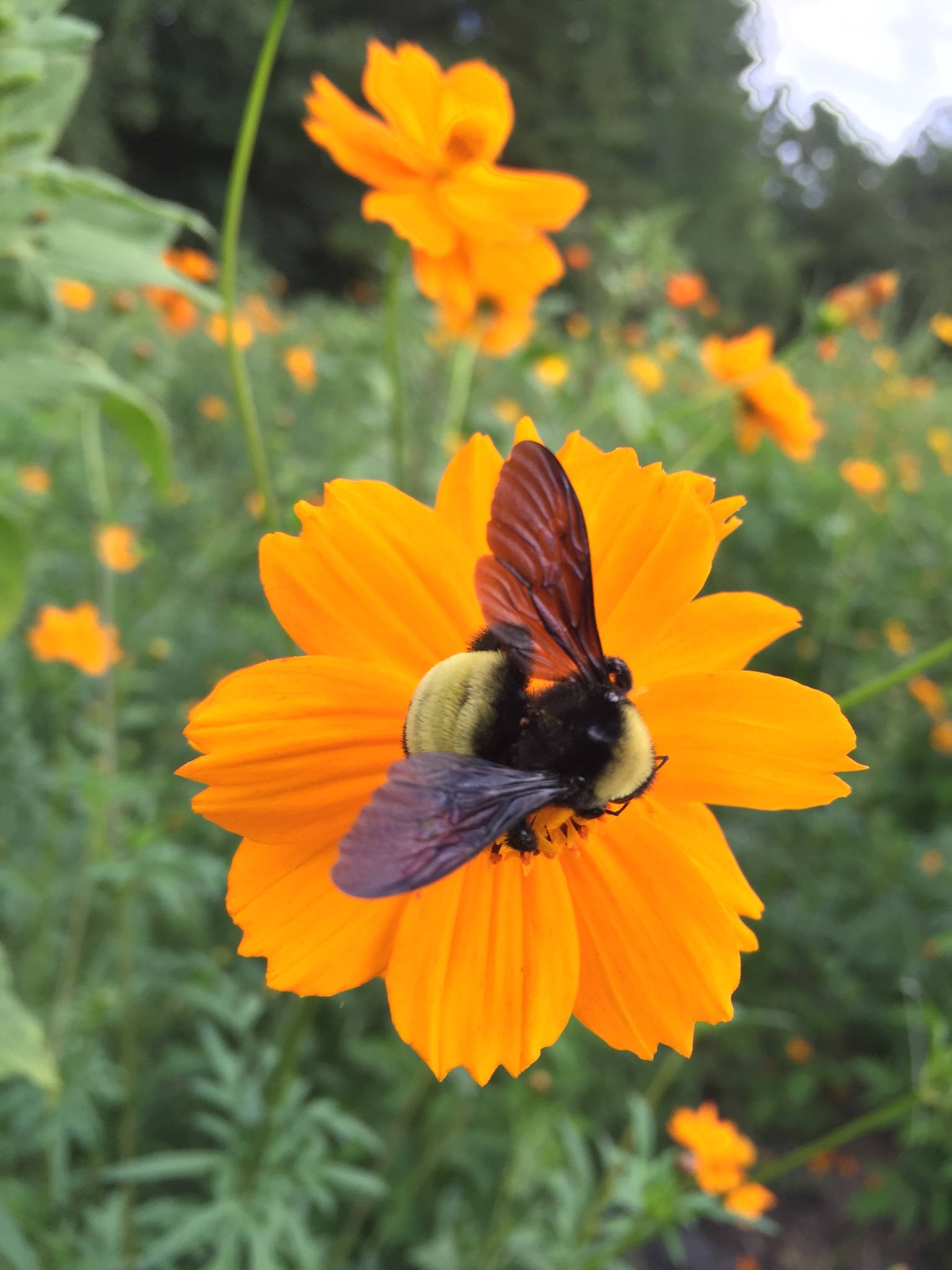Bee in wildflower patch!