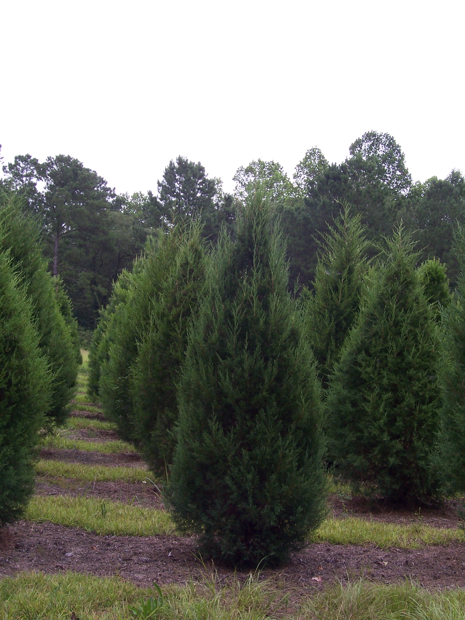 Murray Cypress