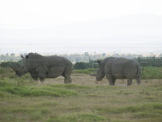 Last two Northern White Rhinos (Day 6)