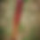 Thumbnail: ⭐BLOODY EDITION⭐ real barbed wire!