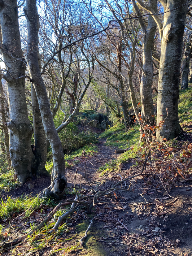 Freedom biodynamics