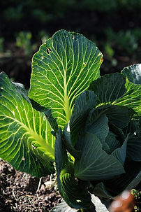 Huerta, hojas proveedor Oda. Oda Oda representa el lujo consciente. Una oda a lo local, al cuidado de la tierra y a los agricultores que la trabajan. Exaltamos nuestra riqueza agrícola de manera consciente, diseñando una experiencia gastronómica junto a huertas urbanas, campesinos y emprendedores, integrando prácticas socioambientales responsables.
