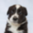 Durango Dogs Animal Adoption Organization